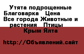 Утята подрощенные Благоварка › Цена ­ 100 - Все города Животные и растения » Птицы   . Крым,Ялта